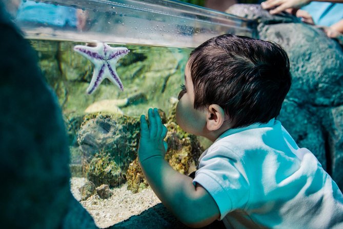 SEA LIFE San Antonio Admission Ticket - Overview of SEA LIFE San Antonio