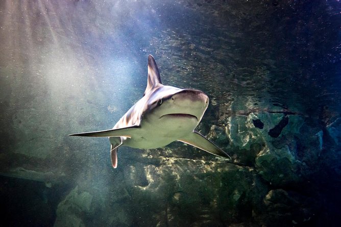SEA LIFE San Antonio Admission Ticket - Combo Ticket Child Policy