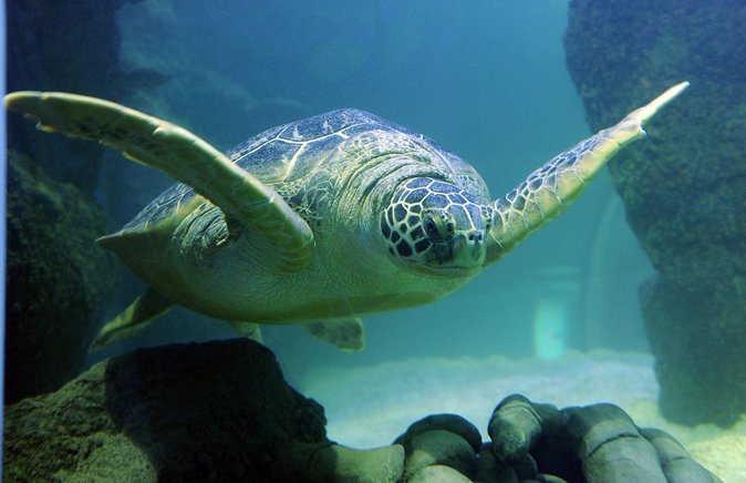 SEA LIFE San Antonio Admission Ticket - Tips for a Memorable Visit