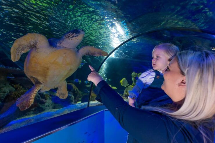 Sea Life Scarborough - Experience