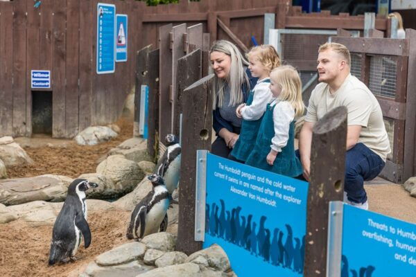 Sea Life Scarborough - Penguin Island