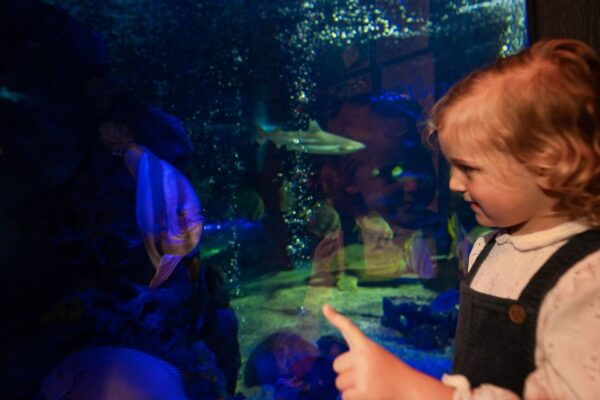 Sea Life Scarborough - The Sum Up