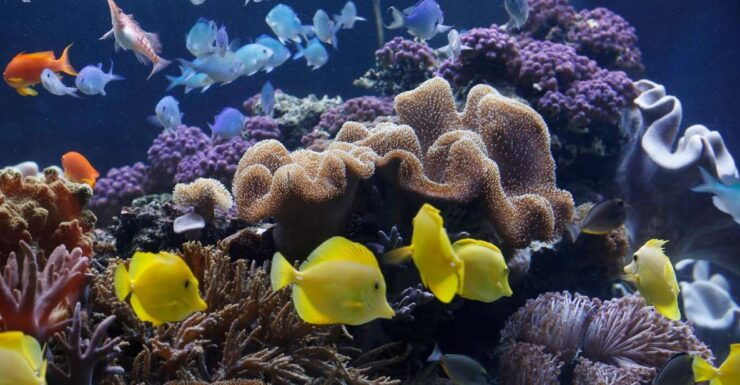 Sea Life Speyer Ticket - Ticket Details