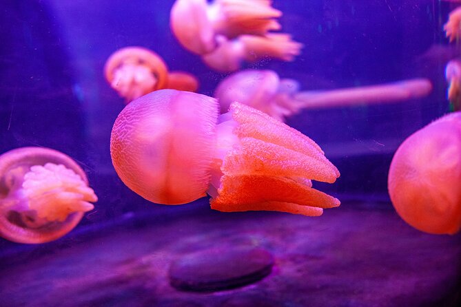 SEA LIFE Sydney Aquarium Entrance Ticket - Tips for a Better Experience