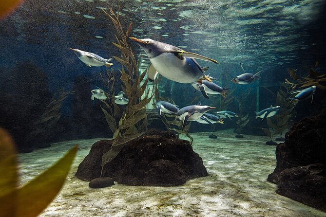 SEA LIFE Sydney Aquarium Entrance Ticket - Common Questions
