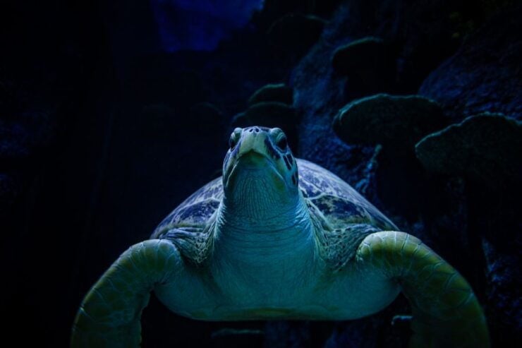 SEA LIFE Sydney Aquarium - Experience With Marine Life