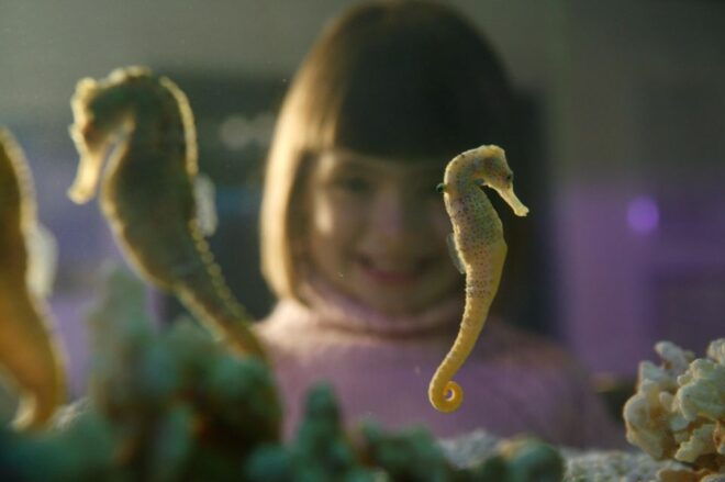 SEA LIFE Timmendorfer Strand Ticket - Inclusions