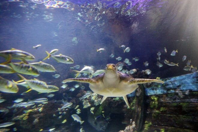 SEA LIFE Timmendorfer Strand Ticket - Select Participants and Date