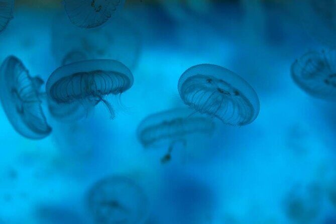 SEA LIFE Weymouth Admission Ticket - Frequently Asked Questions