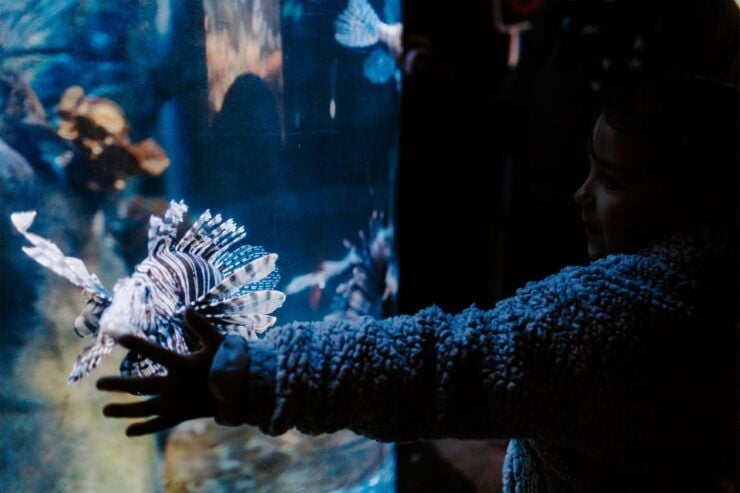 Sea Life Weymouth Admission Ticket - Ticket Details