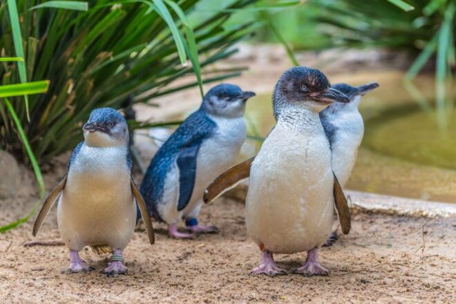 Sea Life Weymouth Admission Ticket - Reviews and Location