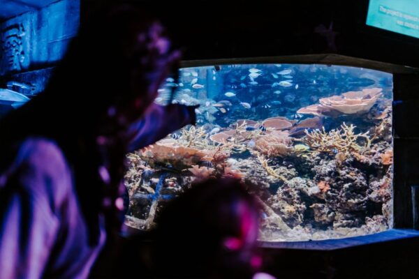 Sea Life Weymouth Admission Ticket - The Sum Up