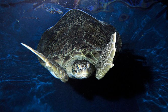 SEA LIFE Weymouth Ticket - Selecting Date and Travelers