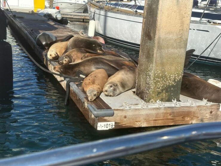 Sea Lion Excursion - Good To Know