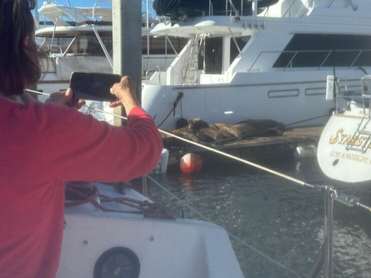 Sea Lion Excursion - Itinerary and Highlights