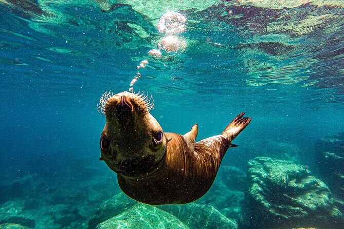 Sea Lion Snorkeling & Island Beach Picnic  Espíritu Santo Tour - Good To Know
