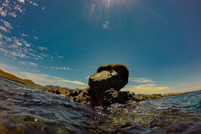 Sea Lion Snorkeling & Island Beach Picnic  Espíritu Santo Tour - Discovering La Paz’s Marine Playground