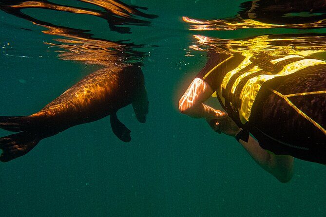 Sea Lion Snorkeling & Island Beach Picnic  Espíritu Santo Tour - The Sum Up