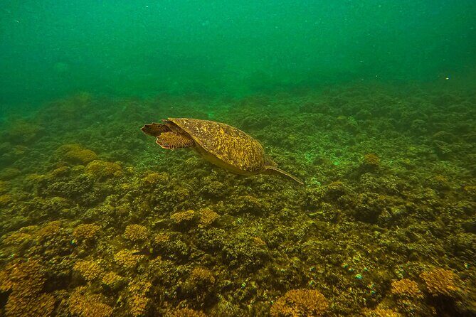 Sea Lion Snorkeling & Island Beach Picnic  Espíritu Santo Tour - FAQs