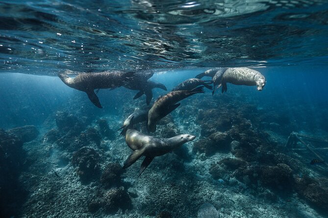 Sea of Cortez Day Adventure Activity With Snorkel and Paddleboard in La Paz - Booking and Availability
