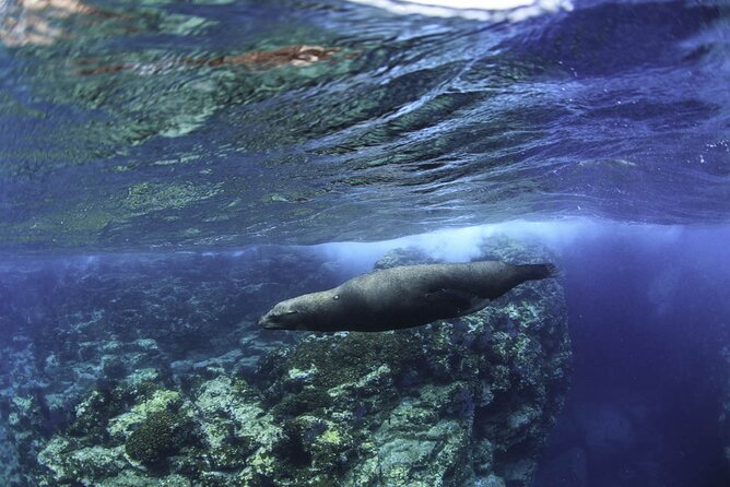 Sea of Cortez Day Adventure Activity With Snorkel and Paddleboard in La Paz - Stand Up Paddleboarding in La Paz
