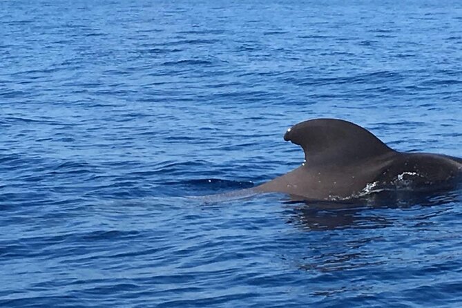 SEA SAFARI, Dolphins, Whales, Snorkeling, Snack, Drink, 2 H Private Speedboat - The Sum Up