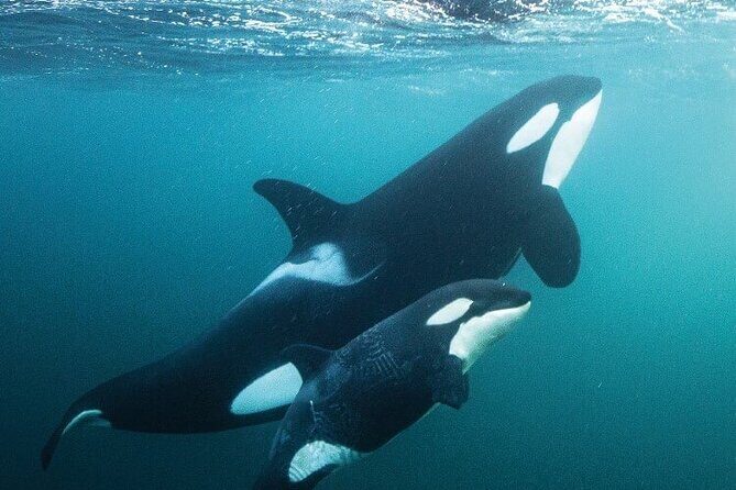 Sea Safari - Explore All The Wonders of The Sea of Cortez - Good To Know