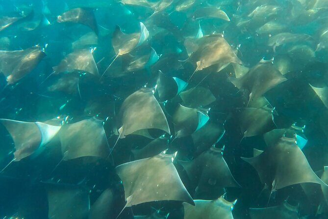 Sea Safari - Explore All The Wonders of The Sea of Cortez - The Boat and Guides: Comfort and Expertise