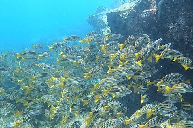 Sea Safari - Explore All The Wonders of The Sea of Cortez - Authentic Feedback: What Travelers Are Saying