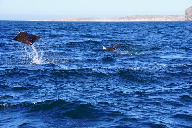 Sea Safari - Explore All The Wonders of The Sea of Cortez - Is This Tour Right for You?