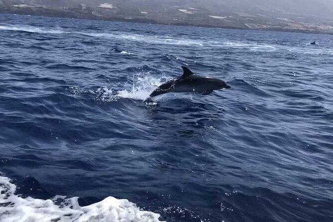 SEA SAFARI Masca, Dolphins, Whales, Snorkeling, Snack, Drink, 3h Private - Common Questions