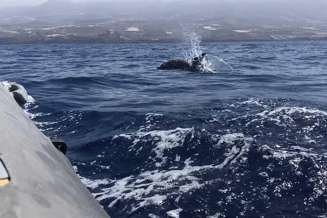 SEA SAFARI Masca, Dolphins, Whales, Snorkeling, Snack, Drink, 3h Private - The Sum Up
