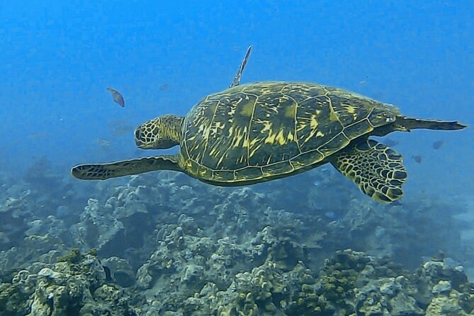 Sea Scooter Snorkel Tour - Reef Adventure With Turtles, Rays and Sharks - The Sum Up