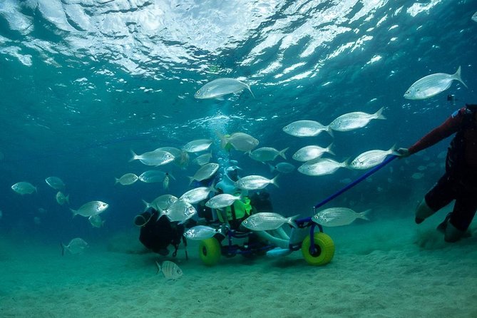 Sea Trek and Diving for Handicaped People - What To Expect