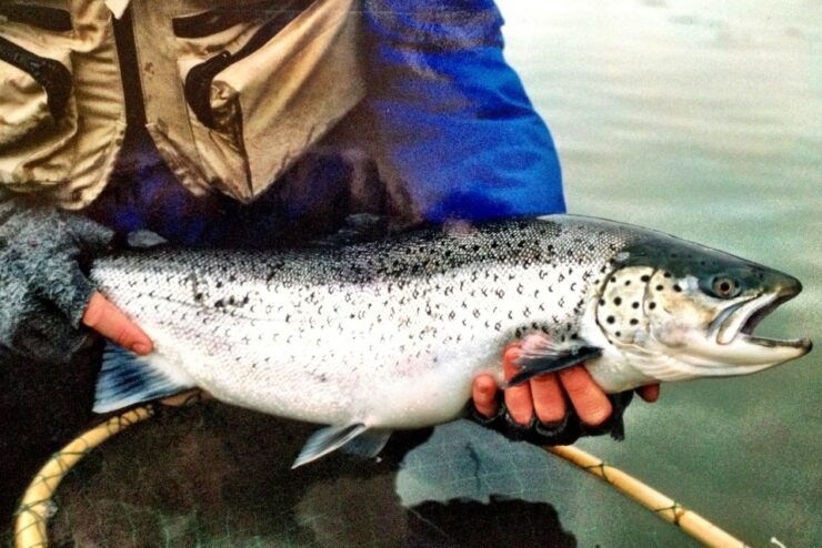 Sea Trout Fishing in the Stockholm Archipelago - Gear and Equipment Provided