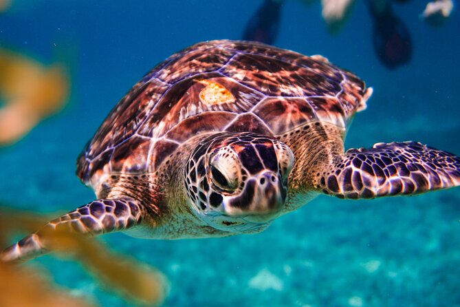 Sea Turtle and Cenotes Tour Snorkeling From Riviera Maya - Lowest Price Guarantee