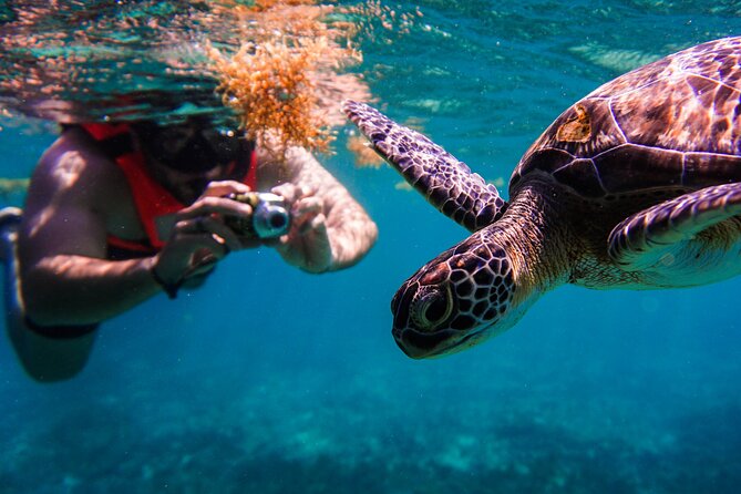 Sea Turtle and Cenotes Tour Snorkeling From Riviera Maya - Select Date and Travelers