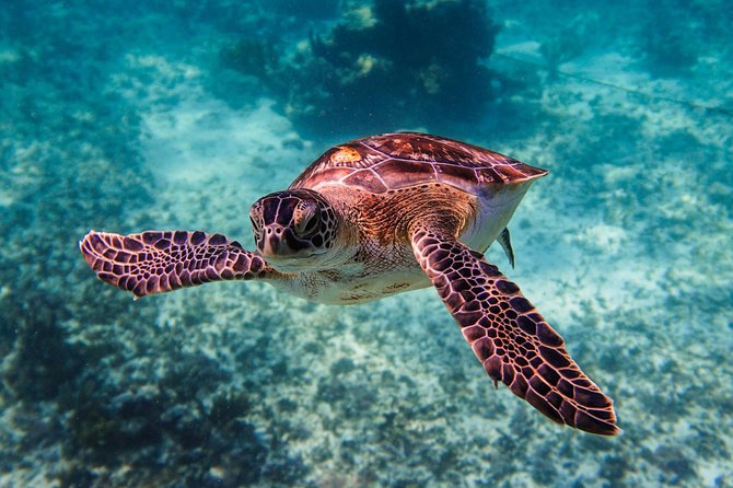 Sea Turtle and Cenotes Tour Snorkeling From Riviera Maya - Meeting and Pickup