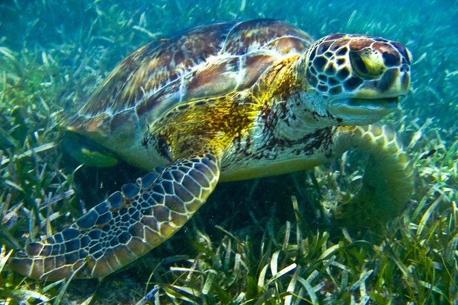 Sea Turtle and Cenotes Tour Snorkeling From Riviera Maya - Cenotes in Chikin Ha