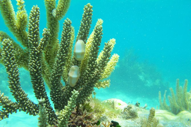 Sea Turtle and Cenotes Tour Snorkeling From Riviera Maya - Snorkeling Adventure With Sea Turtles