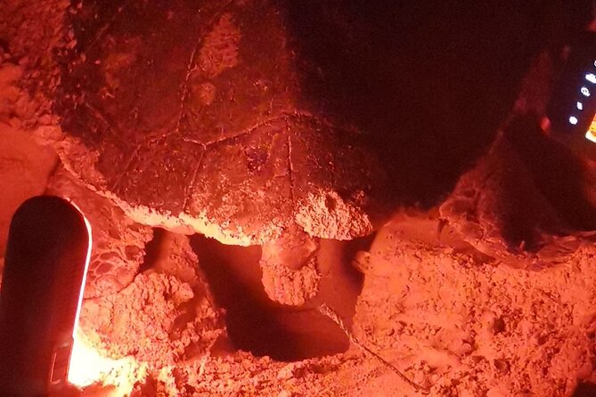 Sea Turtle Nesting Observation on Sal Island - Nesting Season and Timing