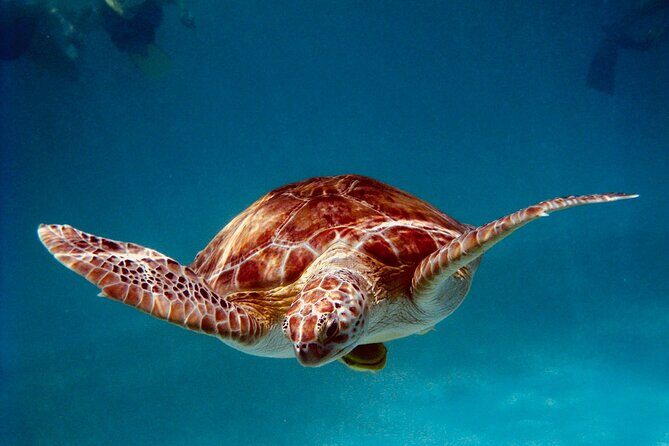 Sea Turtle Sanctuary In Akumal With Cenotes - The Full Breakdown of the Tour Experience