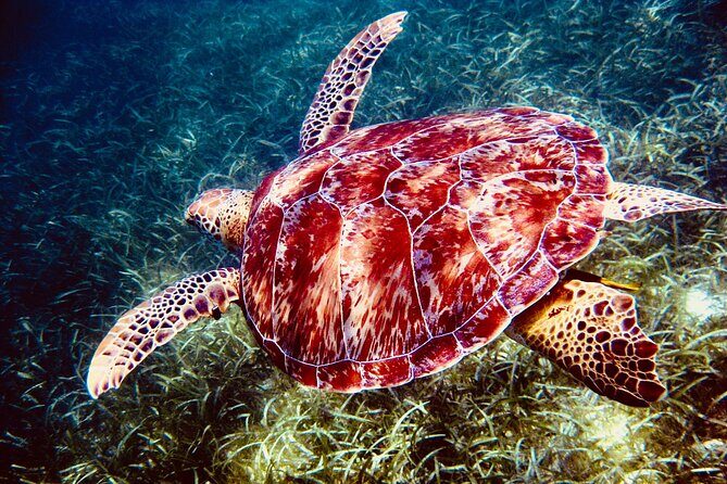 Sea Turtle Sanctuary In Akumal With Cenotes - Who Will Love This Tour?
