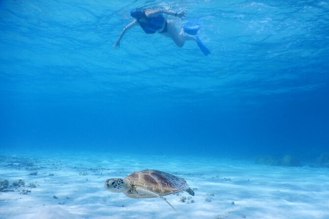 Sea Turtle Snorkel at Kerama Islands and Zamami Island - Snorkeling Equipment and Preparation