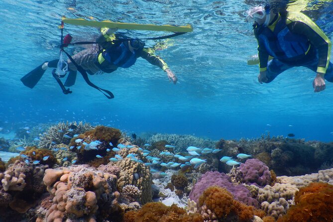 Sea Turtle Snorkel at Kerama Islands and Zamami Island - Spotting Majestic Sea Turtles