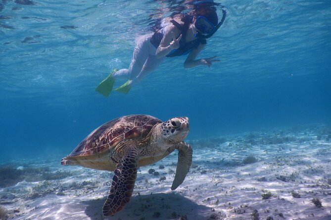 Sea Turtle Snorkel at Kerama Islands and Zamami Island - Discovering the Beauty of Kerama Islands