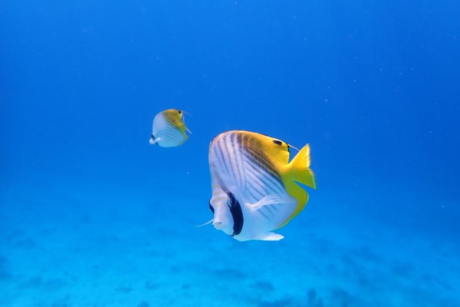Sea Turtle Snorkel at Kerama Islands and Zamami Island - Unforgettable Experiences at Zamami Island