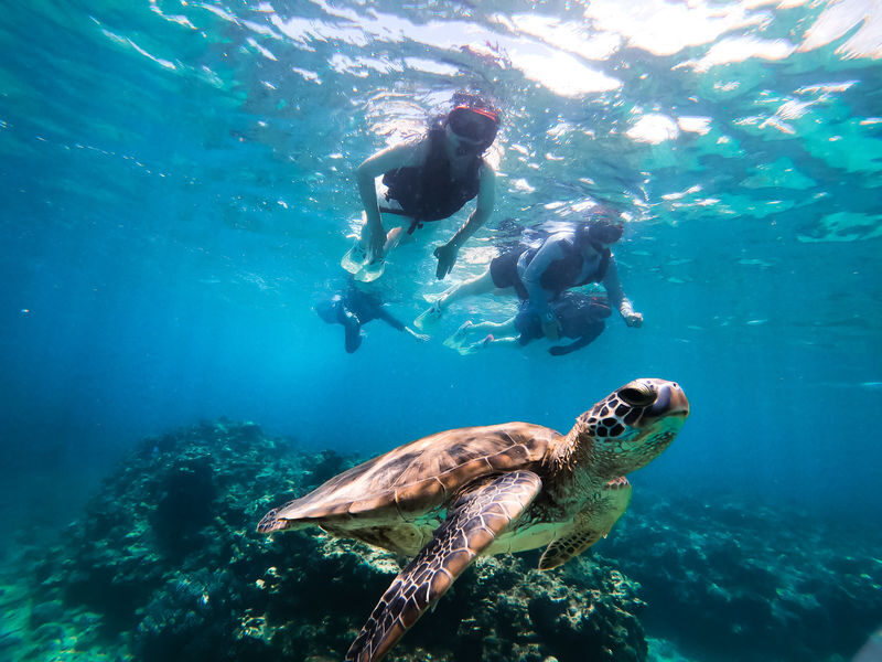 Sea Turtle Snorkel & Blue Cave Exploration 3-Hour Tour! 《Free Pick-up! Free GoPro Photo Data》 - The details that matter before you book