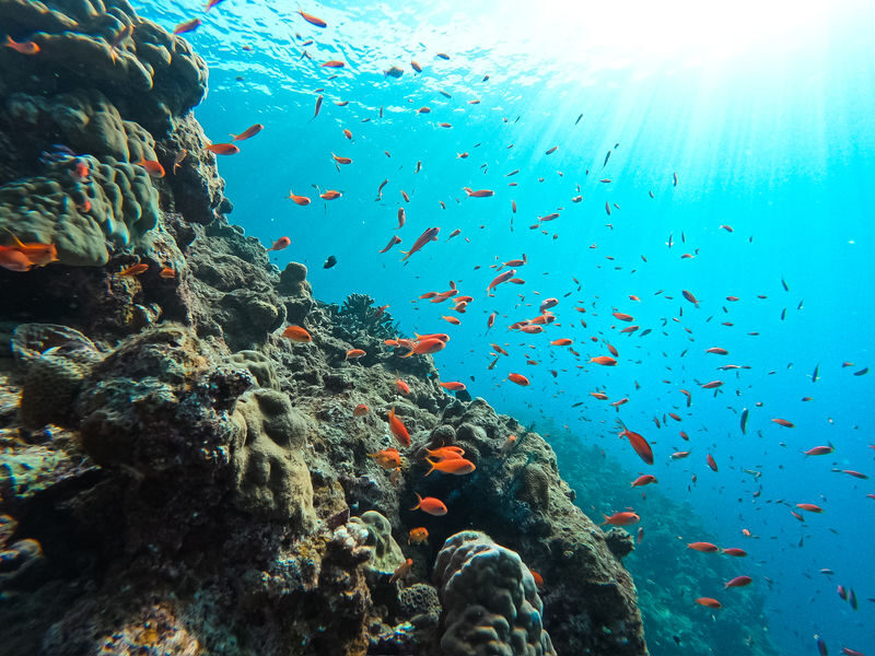 Sea Turtle Snorkel & Blue Cave Exploration 3-Hour Tour! 《Free Pick-up! Free GoPro Photo Data》 - Turtle searching in Ishigaki’s clear water
