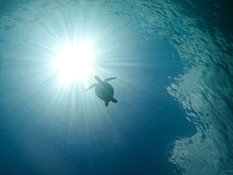 Sea Turtle Snorkel & Blue Cave Exploration 3-Hour Tour! 《Free Pick-up! Free GoPro Photo Data》 - A beach entry that suits nervous swimmers